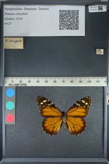 Media type: image;   Entomology 165355